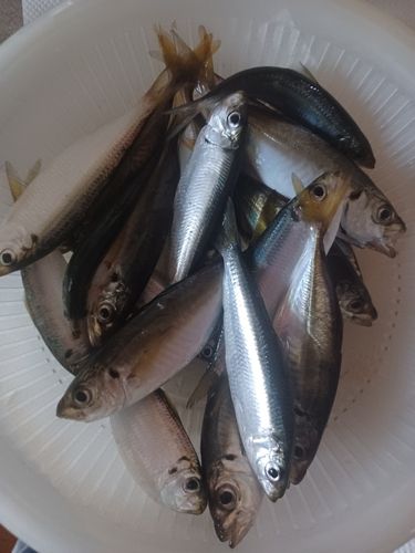 サッパの釣果