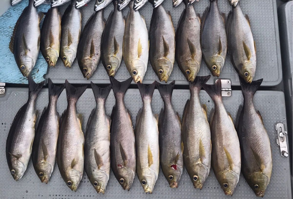 Golden Eagleさんの釣果 2枚目の画像