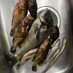 チヌ