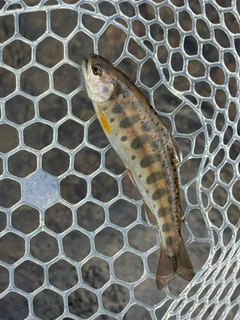 ヤマメの釣果