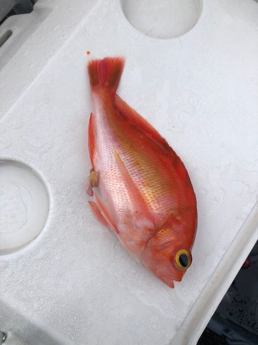 アカイサキの釣果
