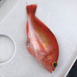 アカイサキ