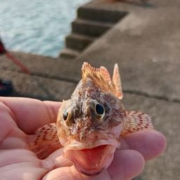 ガシラ