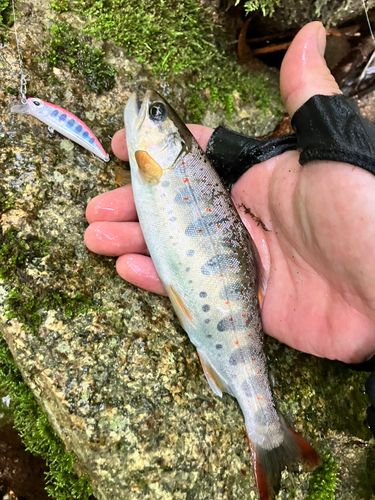 アマゴの釣果