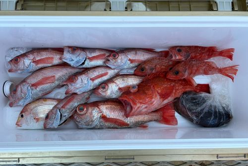 アカムツの釣果