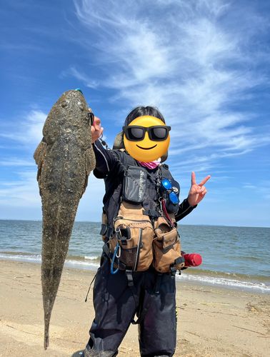 マゴチの釣果