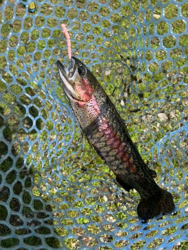 トラウトの釣果