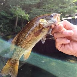 スモールマウスバス