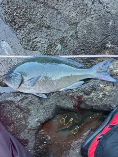 オナガグレの釣果