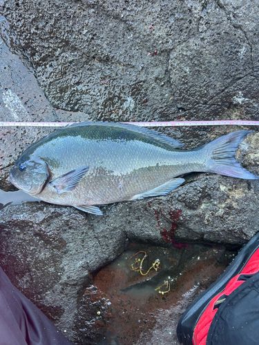 オナガグレの釣果