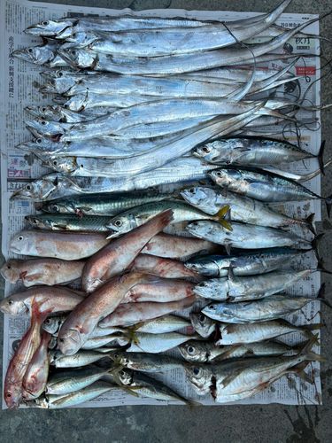 タチウオの釣果