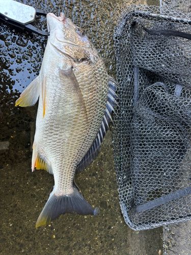 キビレの釣果