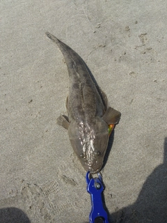 マゴチの釣果