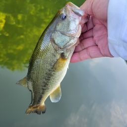 ラージマウスバス