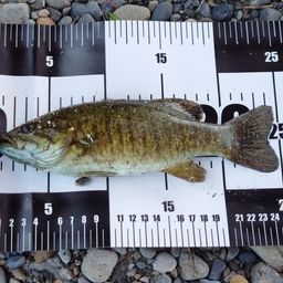 スモールマウスバス