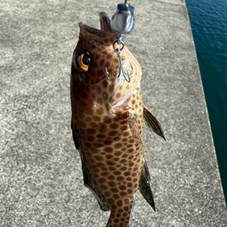 オオモンハタ