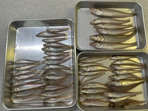 シロギスの釣果