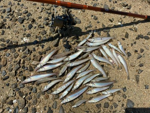 シロギスの釣果