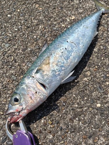 サバの釣果