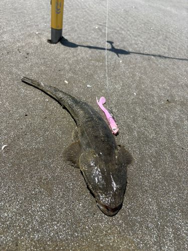 マゴチの釣果