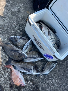 クロダイの釣果