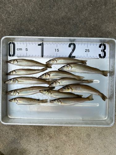 シロギスの釣果