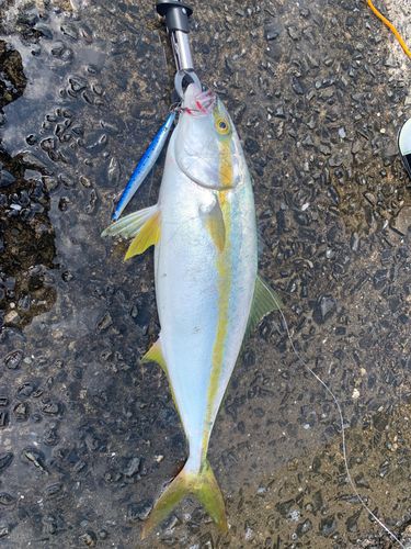 ヒラマサの釣果