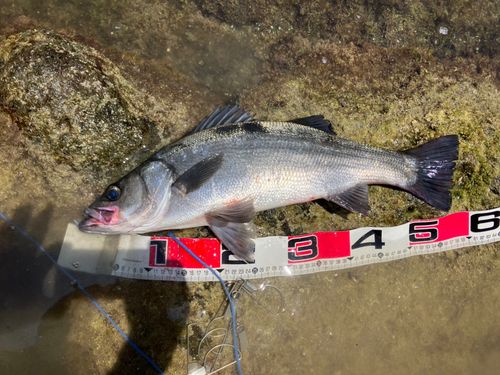 ヒラスズキの釣果