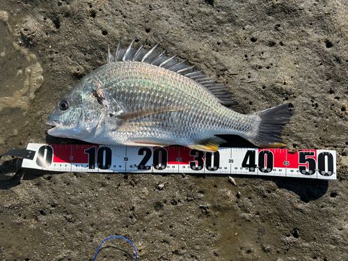 キビレの釣果