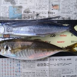 アジ
