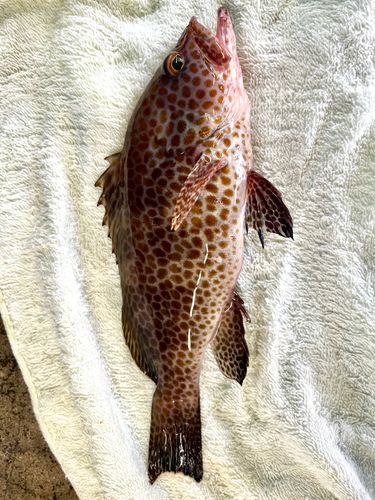 オオモンハタの釣果