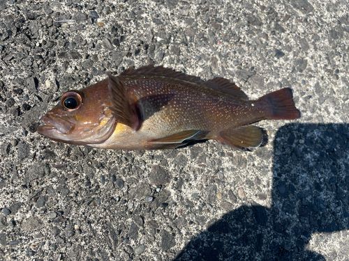 ガヤの釣果