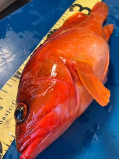 アカハタの釣果