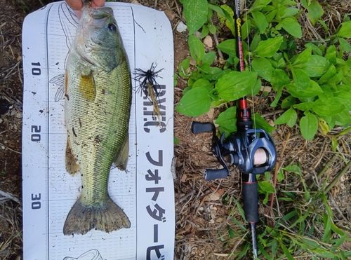 ブラックバスの釣果