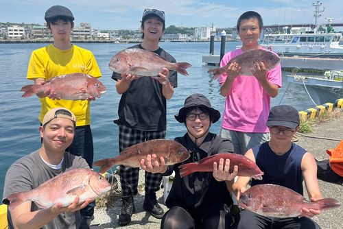 マダイの釣果
