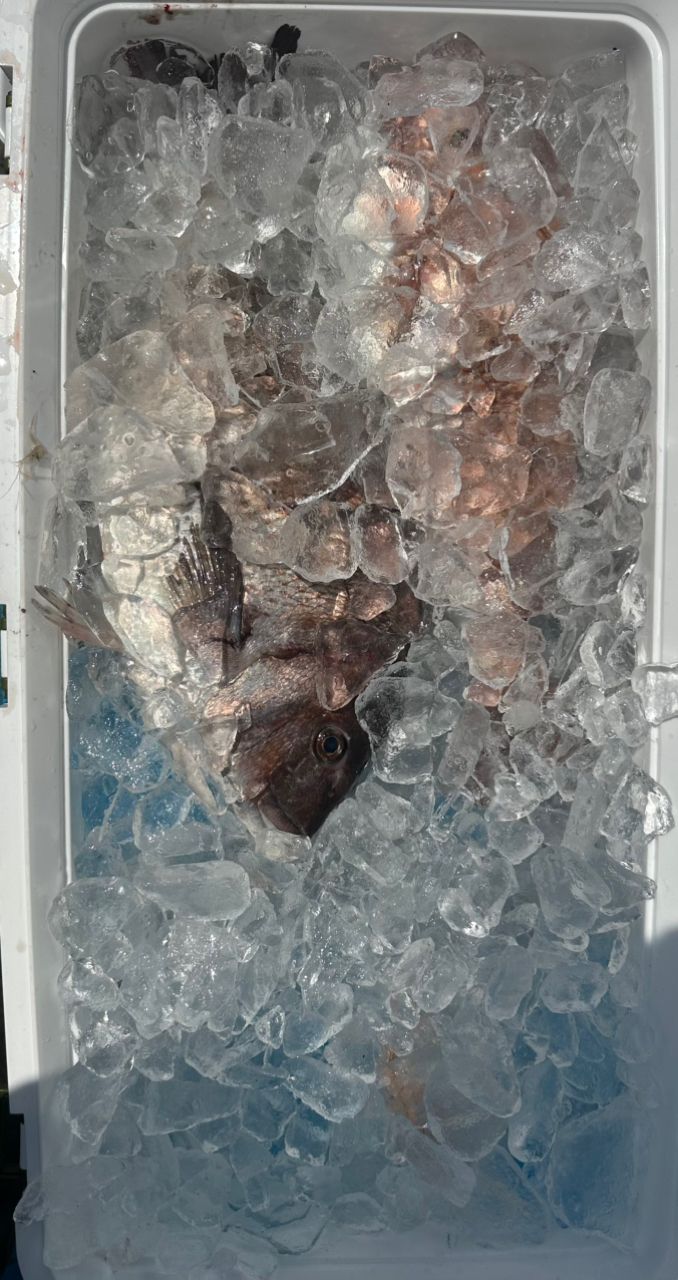 一休丸@城ヶ島さんの釣果 2枚目の画像