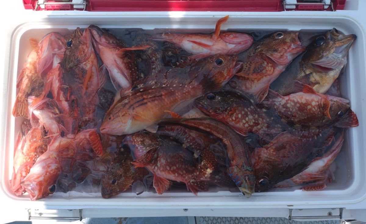 一休丸@城ヶ島さんの釣果 3枚目の画像