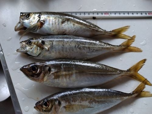 アジの釣果