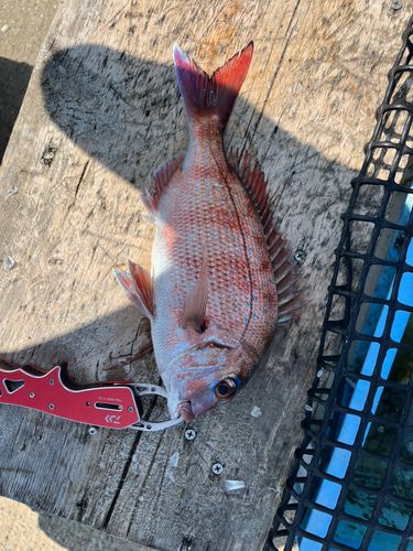 マダイの釣果