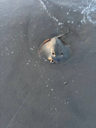 エイの釣果