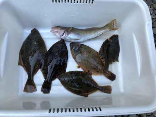 カレイの釣果