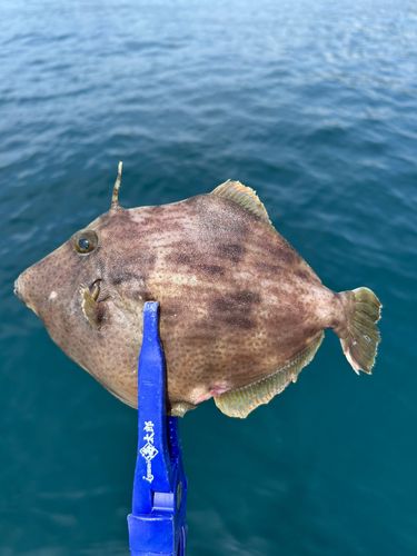 カワハギの釣果
