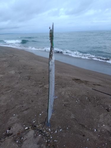 ダツの釣果