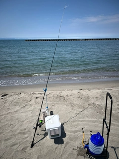 キスの釣果