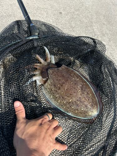 モンゴウイカの釣果