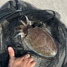 モンゴウイカ