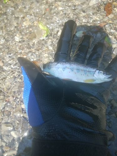 アマゴの釣果