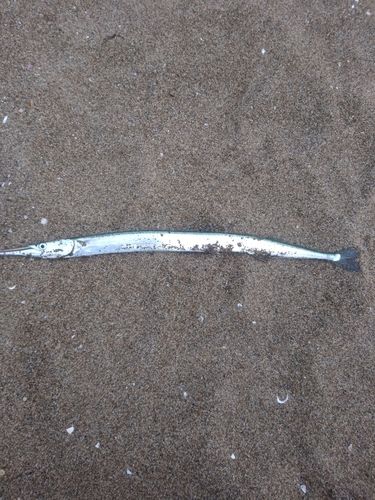 ダツの釣果