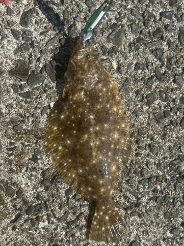 ヒラメの釣果