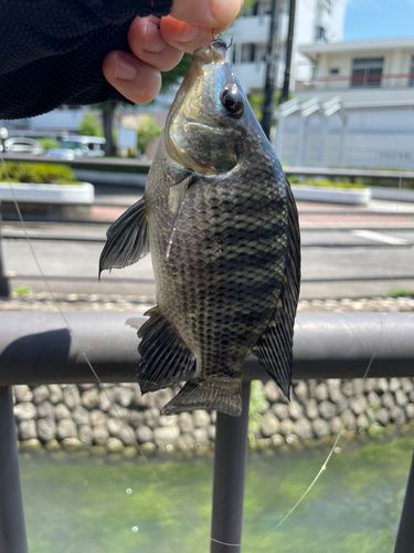 ナイルティラピアの釣果